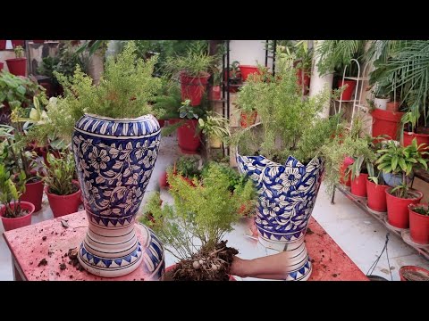 Broken Flower Vase DIY || FREE Plant DIY to Make Your Garden Beautiful || Fun Gardening