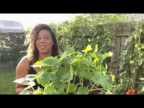 What You Can Still Grow In The Month Of July Gardening For Beginners Small Raised Bed Gardening