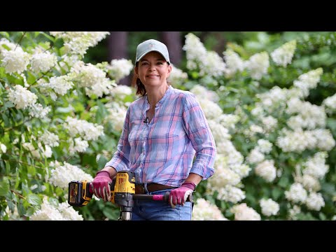 Colorful Plants for the Summer: Hydrangeas & Hibiscuses | Gardening with Creekside