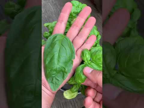 How to Grow the Bigger Greener Basil | Gardening Tips | Roof Top Gardening