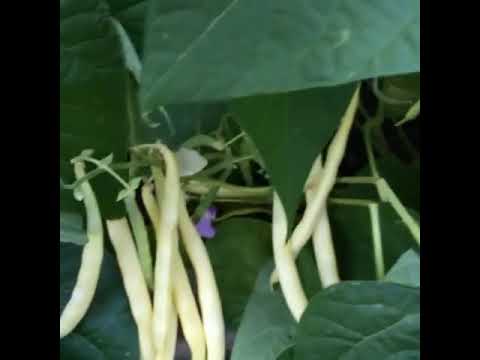 Homegrown butter beans 🌱🌱🌱 | small Garden | Home Gardening | Happy Life With Gardening