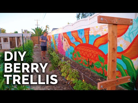 How To Build A Raspberry Trellis | Keep Your Berries Producing For YEARS!