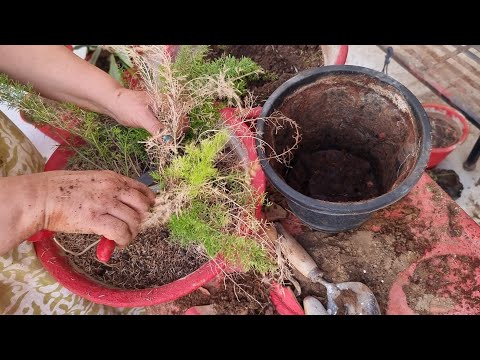 Repotting My Foxtail Fern Plants -Gardening Works VLOG || Fun Gardening