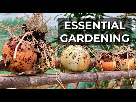 How To Harvest Onions | Vegetable growing skills | Gardening for beginners