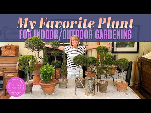🍃🌳🍃My Favorite Plant for Indoor/Outdoor Tabletop Gardening || Linda Vater || Linda Vater
