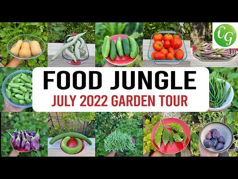 California Garden Becomes a Food Jungle! Vegetable Garden Tour, Gardening Tips & more!