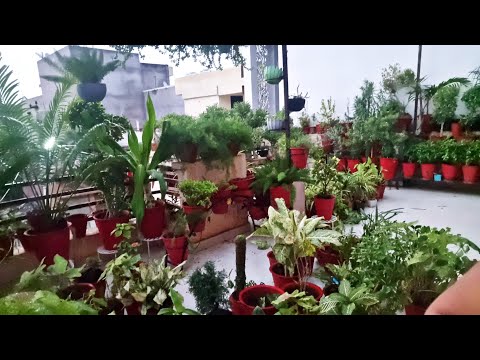 Rainy Day Gardening Works in My Garden || Fun Gardening