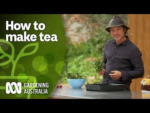 Making homemade green tea using this camellia variety | DIY Garden Projects | Gardening Australia