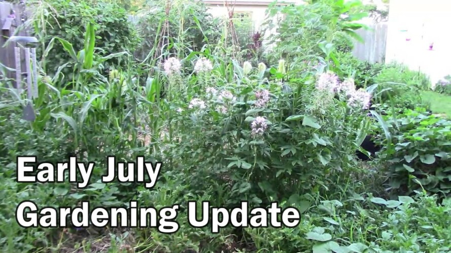 Early July Gardening Update - A Post Storm Garden Comeback