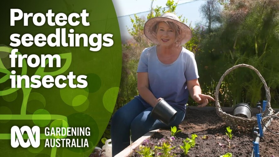 How to protect lettuce seedlings from hungry insects | Gardening Hacks | Gardening Australia