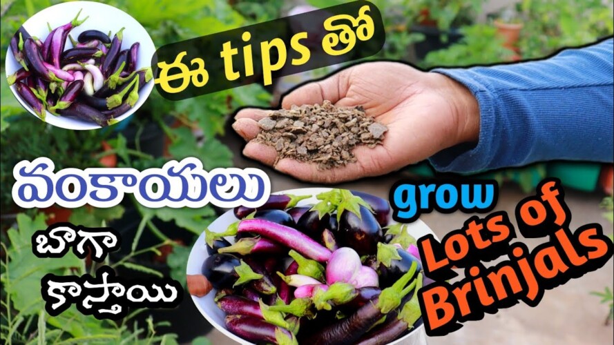 ఇలా పెంచితే వంకాయలు వద్దనా కాస్తాయి, Brinjal Tips #gardening #eggplant #brinjal