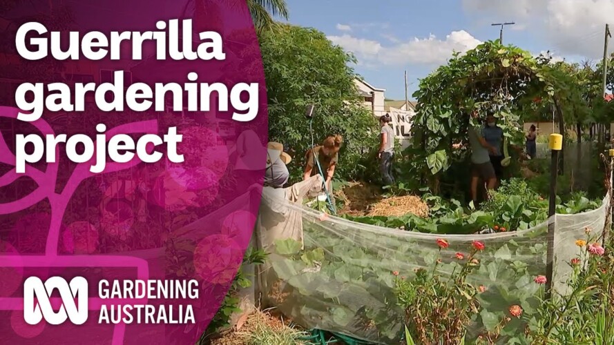 A guerrilla gardening group growing produce during the pandemic | Discovery | Gardening Australia