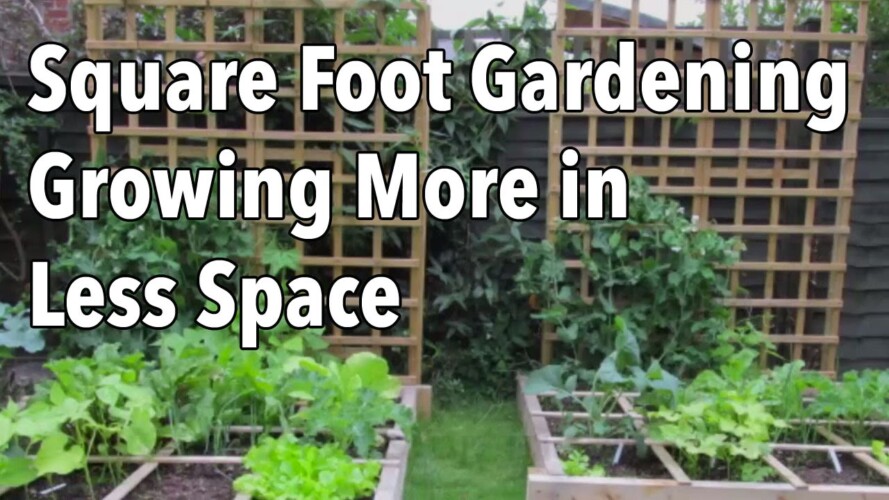 Square Foot Gardening (SFG): Growing More in Less Space