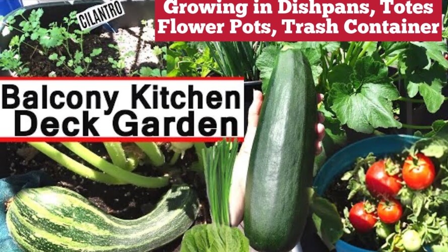 Growing A Vegetable Balcony Garden Ideas/Tips Terrace Container Gardening Tomatoes Cilantro Zucchini
