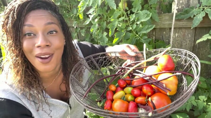 Garden Tour And Harvest Of Tomato, Bean Vlog Small Raised Bed Gardening