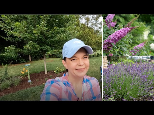 Butterfly Bushes & Lavender - A Terrific Garden Addition | Gardening with Creekside