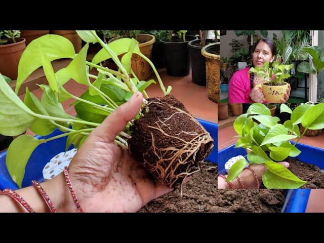Money plant cuttings update💚repotting🌼मनीप्लान्ट ही मनीप्लान्ट💚Balcony gardening