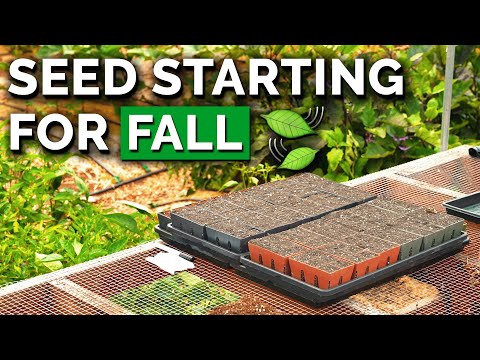 Start Seeds With Us: Late Summer & Fall Planting Ideas!