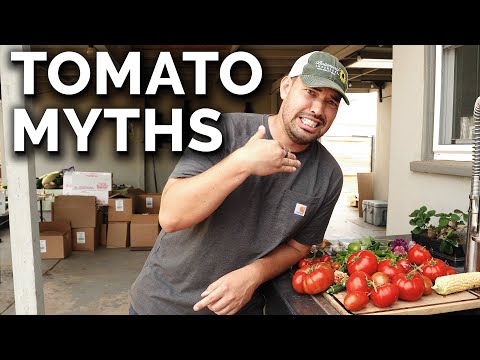 9 Tomato Growing Myths to Avoid!