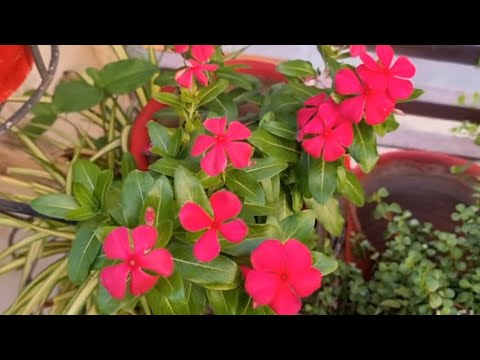 Get 500% More Flowers in Plants Like THIS😱 || Fun Gardening