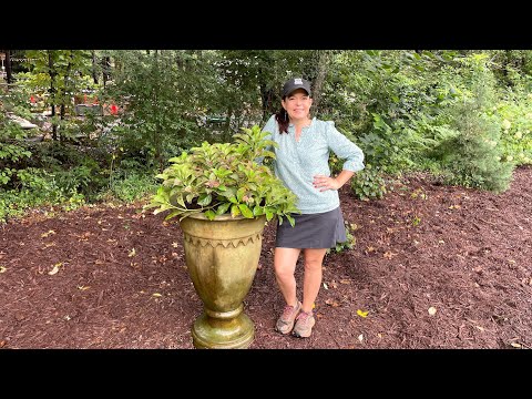 Planting a Hydrangea in a Unique Stone Urn | Gardening with Creekside