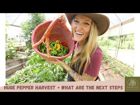 HUGE Pepper Harvest + Gardening Advice