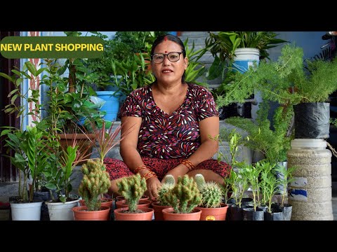 New Plant Shopping I Cactus Plant Indoor I Gardening Channel in Nepali I Nepali Gardening Channel