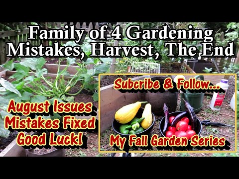 Family of 4 Vegetable Gardening E-7: My 3 Big Mistakes & Fixes, Harvest, August Garden Care, & More