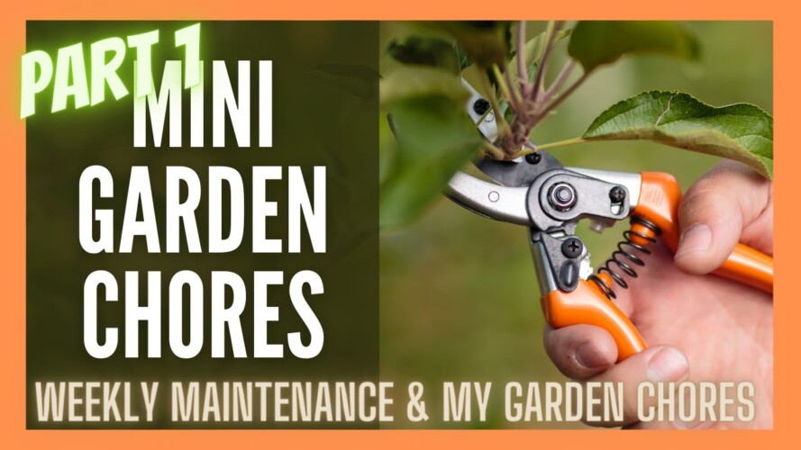 MINI Garden Chores PART 1 🌱🌱🌱 || Garden Maintenance || Gardening in Texas || Gardening Tips