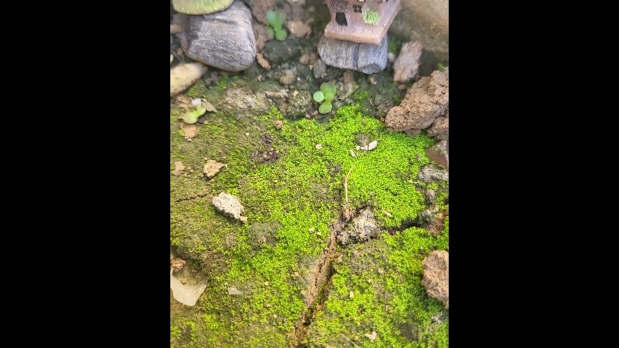 beautiful moss land💐☘️🤩 #gardening