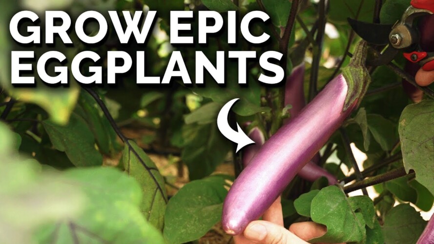 How to Grow Eggplants Perfectly Every Single Time