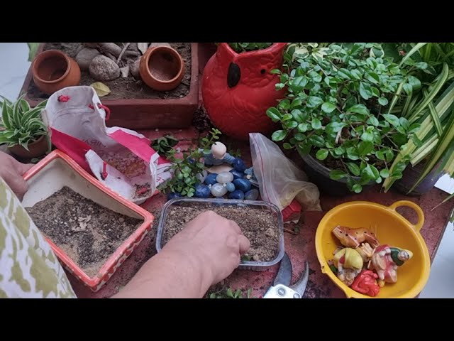 Making Buddha Tray  Garden for FREE || Open Terrarium Easy DIY || Fun Gardening