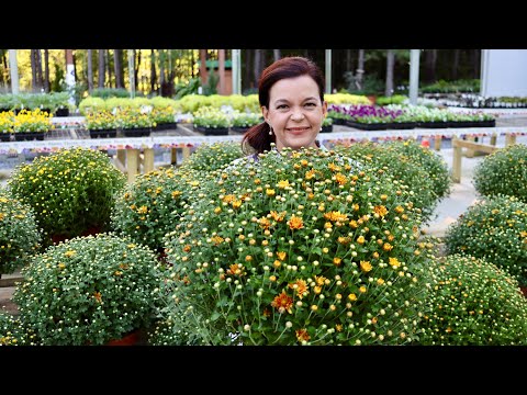 Exciting New Shrubs Have Arrived! | Gardening with Creekside