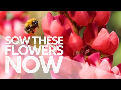 What Flowers to Sow in September with Gardening at Douentza | Seeds to Sow Now in Autumn