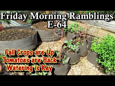 Cool Weather/Fall Plant Progress, Garden Turnover,  Care & Tour:  FM Gardening Ramblings E-65