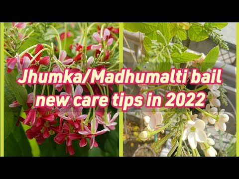 jhumka/Madhumalti/Rangoon creeper bail care and tips by gardening lovers