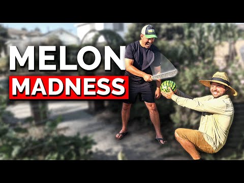 Harvesting the FIRST Melons from the Garden!