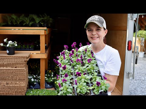 Shopping for Fall Annuals for Creekside | Gardening with Creekside