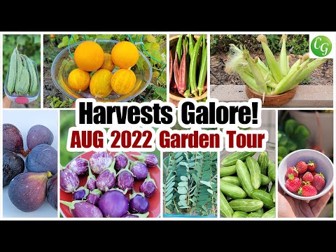 Harvests Galore! California Gardening Aug 2022 Garden Tour, Tips, Recipes and More!
