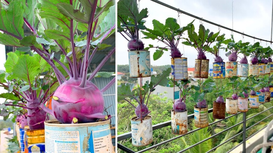 A "one-of-a-kind" gardening idea, perfect for those who don't have a garden