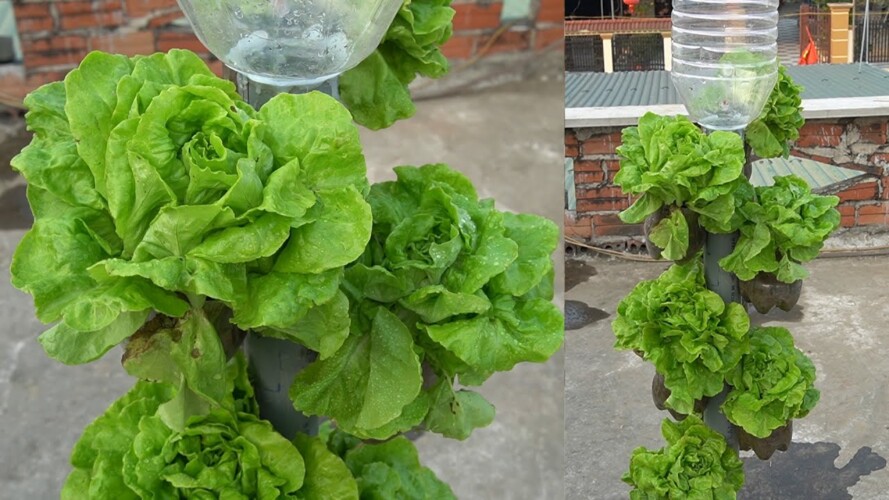 Vertical Gardening Tips With Automatic Watering To Grow Lettuce Easily