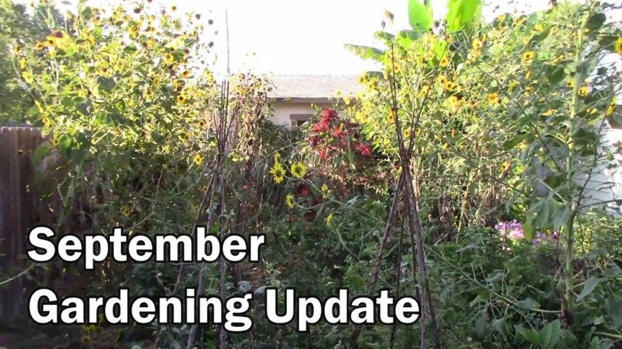 September Gardening Update and Tour - Still Harvesting