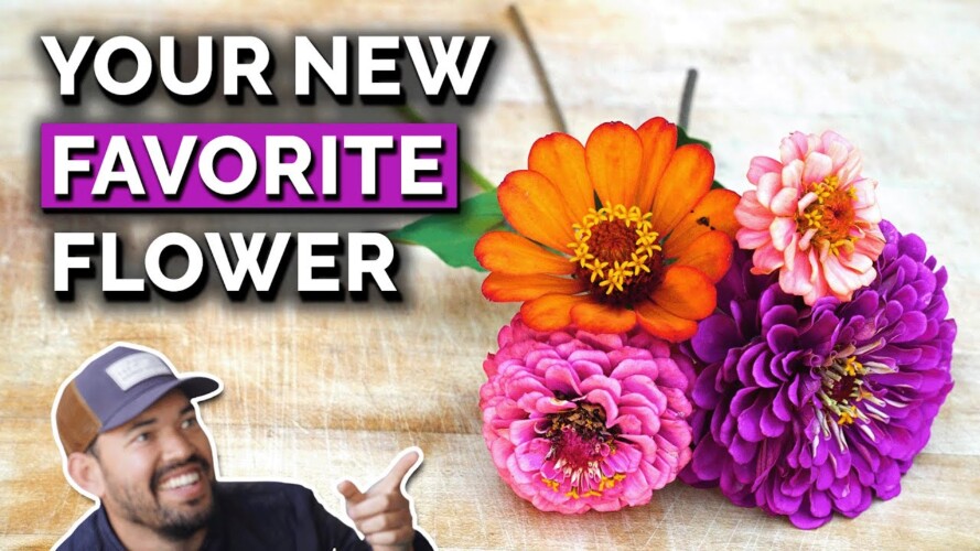 Zinnias: The Perfect Flower to Grow in Your Garden?