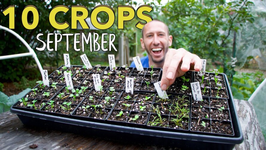 10 Crops You Can Still Plant In September!