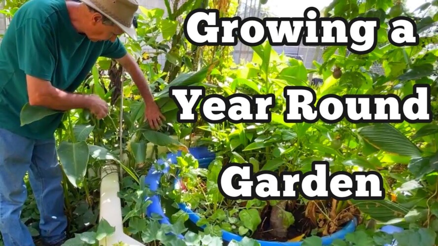 Fall Crops Garden Tour Growing Vertical & Container Gardening Cucumbers Peppers Potatoes Kale MORE