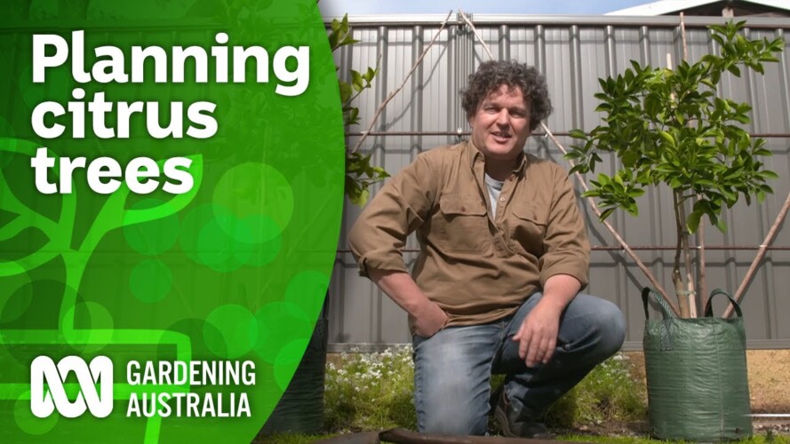 How you can grow a citrus tree anywhere | Citrus | Gardening Australia