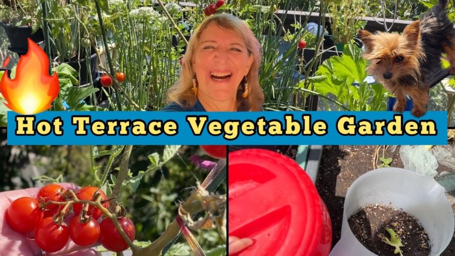 Hot Deck Terrace Vegetable Garden Small Space Container Gardening squash tomatoes kale herbs & More