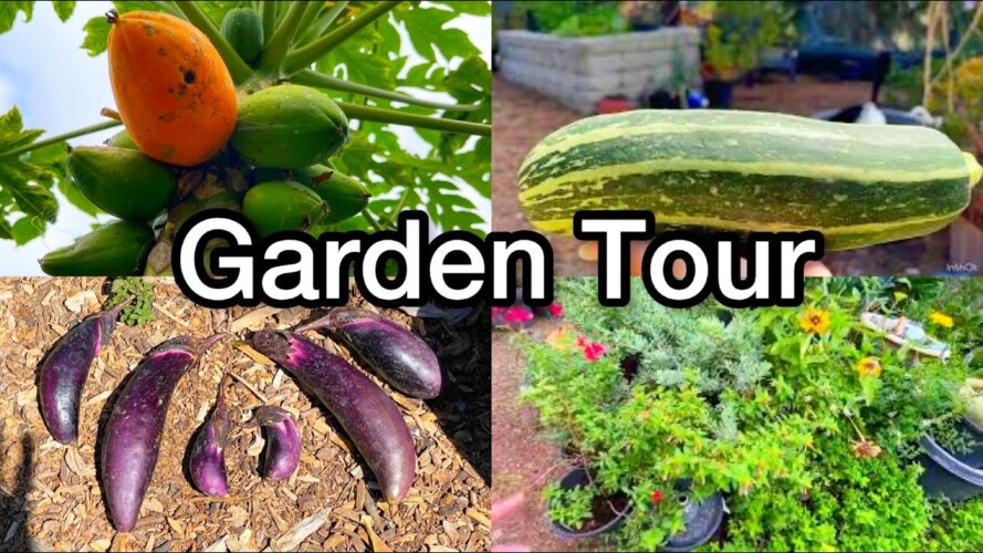 Fall Vegetable Garden Tour, Container Gardening Growing Tomatoes Squash Collard Watermelon Cucumbers