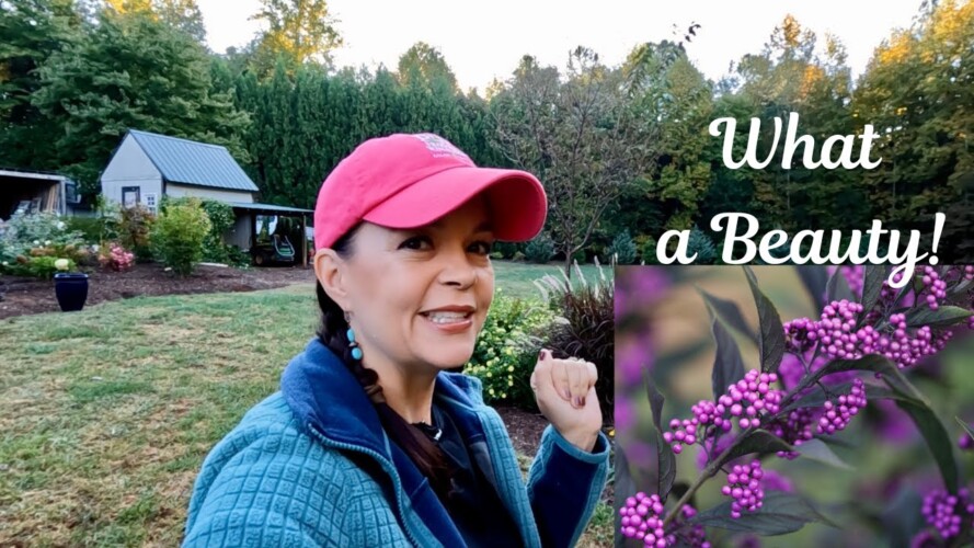What a BEAUTY! Planting Pearl Glam in My Backyard | Gardening with Creekside