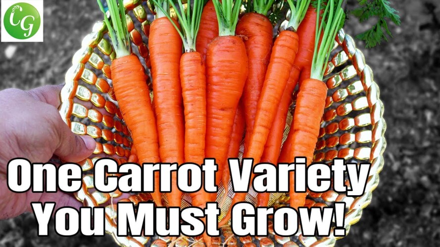 Gardening : Growing Carrots : One Carrot Variety You Must Grow!